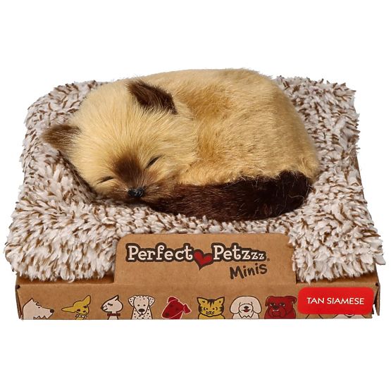 Perfect Petzzz Kleines Siamkätzchen