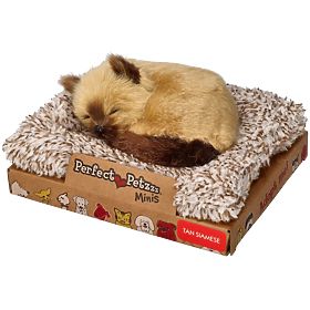 Perfect Petzzz Kleines Siamkätzchen